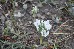 Ornithogalum navaschinii