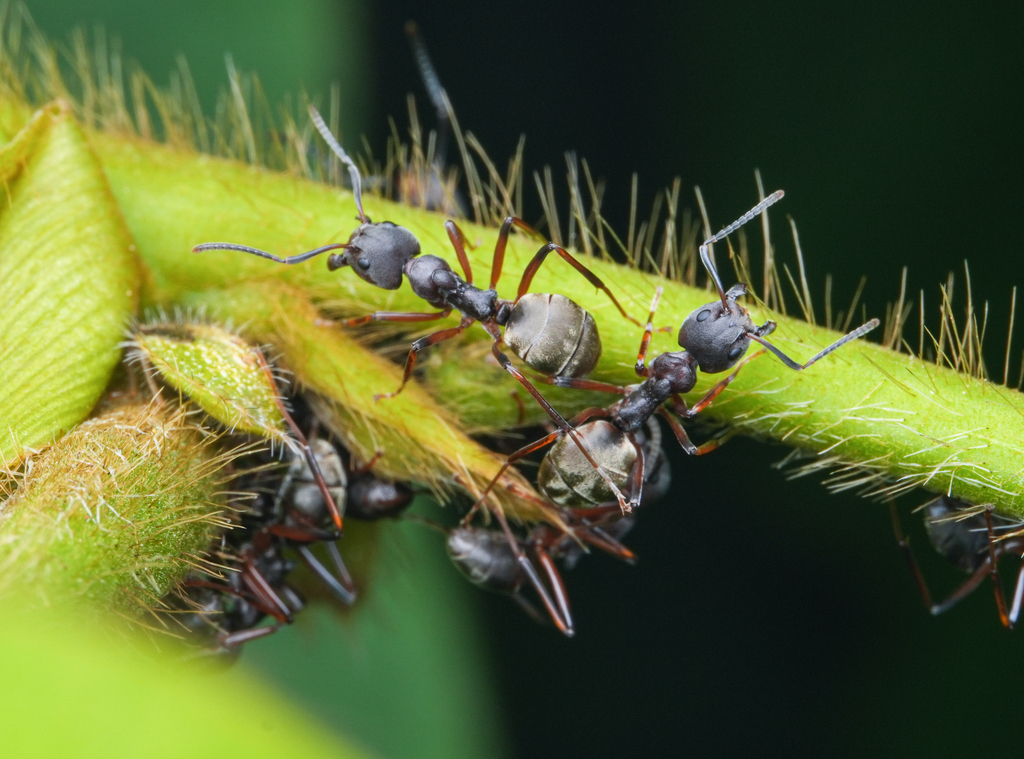 Dolichoderus laotius