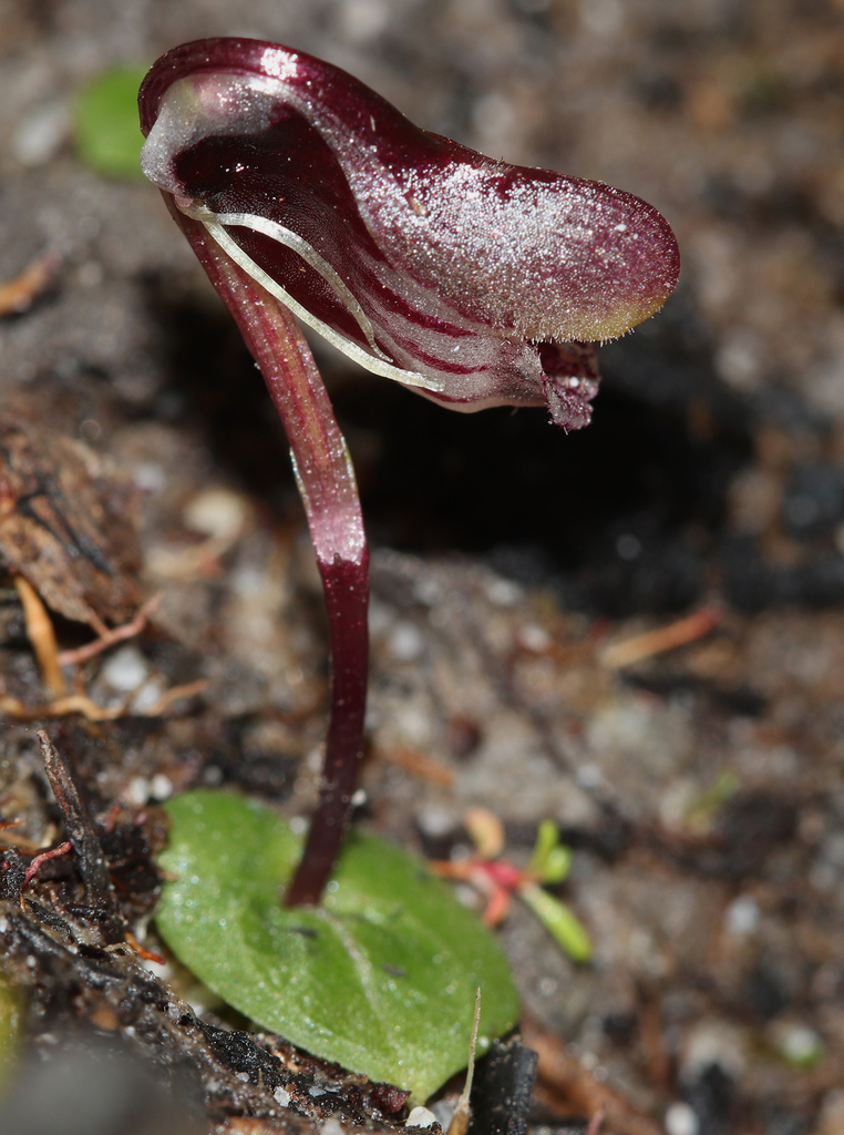 Corybas fordhamii