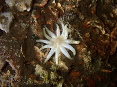 Image of Halcampa chrysanthellum