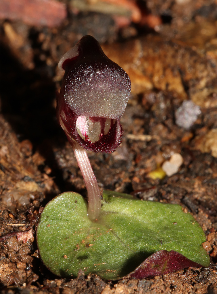 Corybas globulus