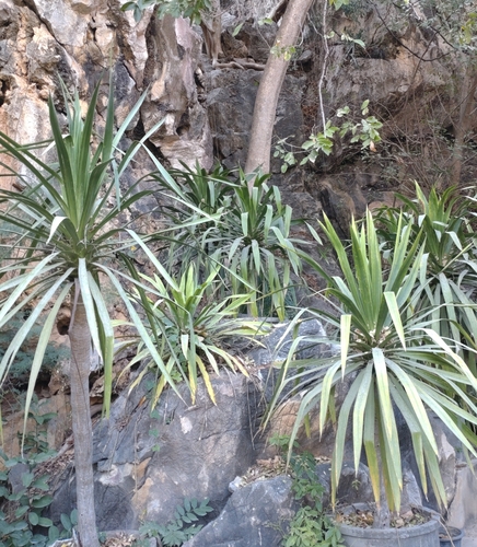 Image of Dracaena cochinchinensis by (c) Utain Pummarin, some rights reserved (CC BY)