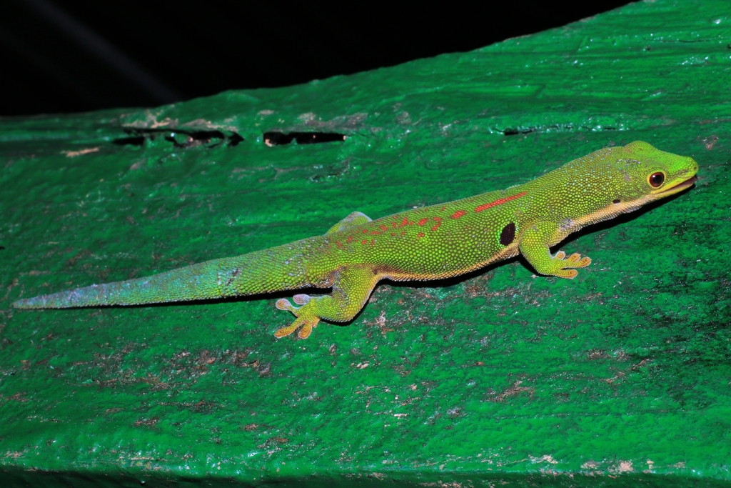 Peacock Day Gecko