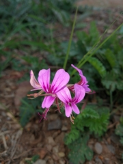 Pelargonium multicaule multicaule