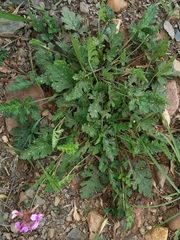 Pelargonium multicaule multicaule