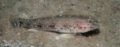 Triplespot Goby photo 3