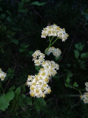 Microglossa mespilifolia