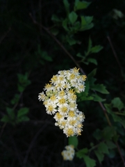 Microglossa mespilifolia