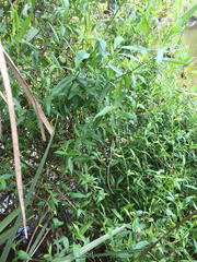 Ampelaster carolinianus