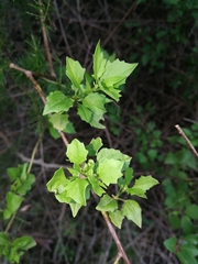 Microglossa mespilifolia
