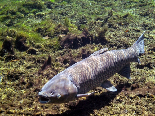 Grass Carp
