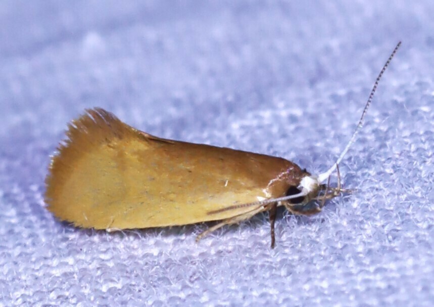 Ocystola ochroptera