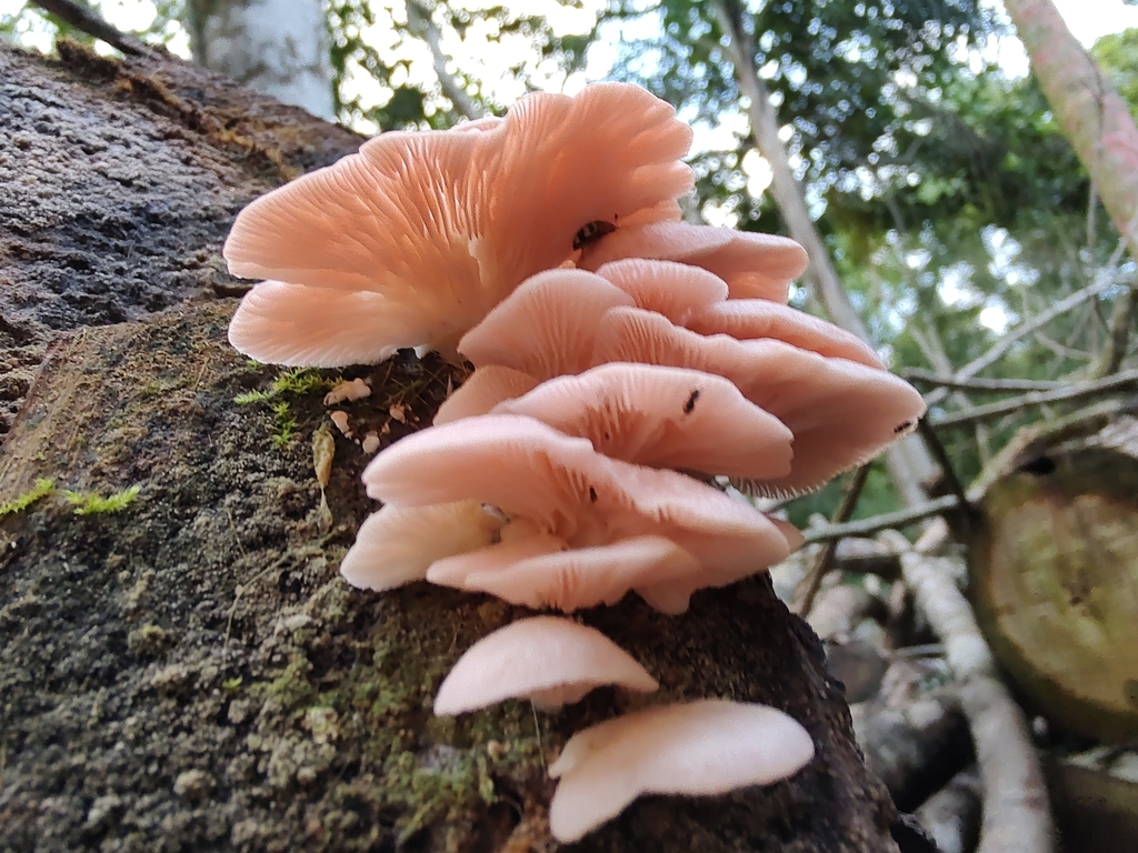 Pleurotus djamor · February 2024 · photo: © caja-manga (iNaturalist, cc-by)