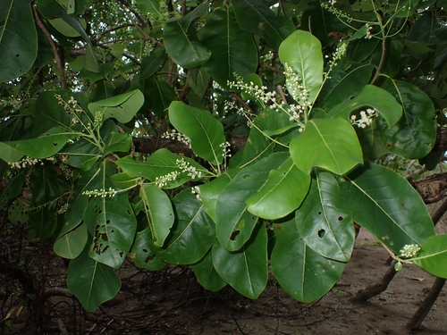Terminalia litoralis observed 2024-02-08