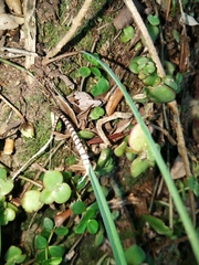 Ornithogalum anguinum