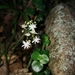 Crassula spathulata - Photo (c) Craig Peter, alguns direitos reservados (CC BY-NC), uploaded by Craig Peter