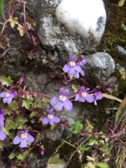 Cymbalaria muralis