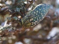 Julodis euphratica