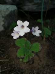Streptocarpus meyeri