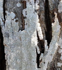 Pertusaria pustulata