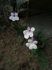 Streptocarpus meyeri
