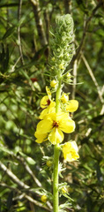 Verbascum boerhavii