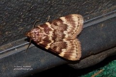 Aglossa phaealis