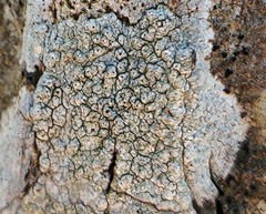 Pertusaria pustulata