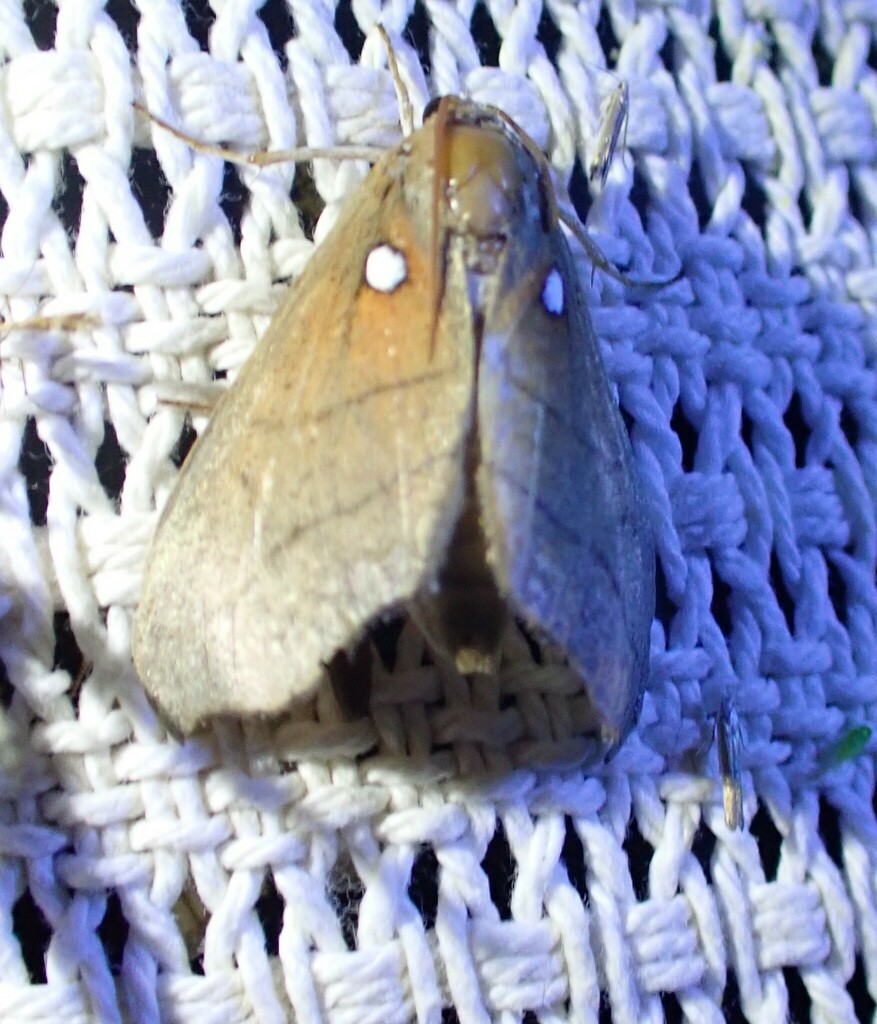 Styphlolepis leucosticta