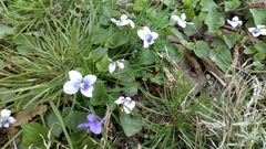 Viola sororia