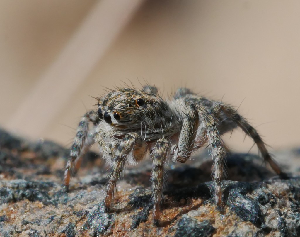Rafalus arabicus