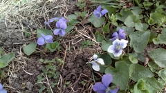 Viola sororia