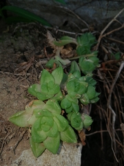Haworthia cymbiformis