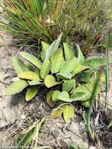 Bunch Hermannia (Hermannia geniculata)