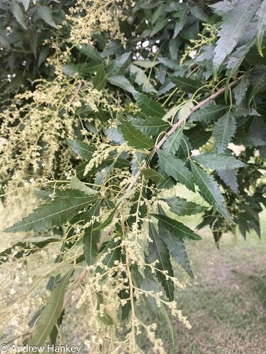 Agony Bush (Smodingium argutum)