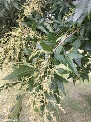 Smodingium argutum