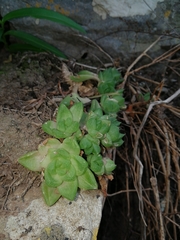 Haworthia cymbiformis