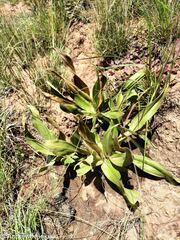 (c) Andrew Hankey, some rights reserved (CC BY-SA) Hypoxis costata, photograph (c) Andrew Hankey, some rights reserved (CC BY-SA)