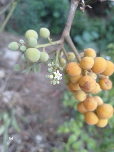 Foto de Marianeira