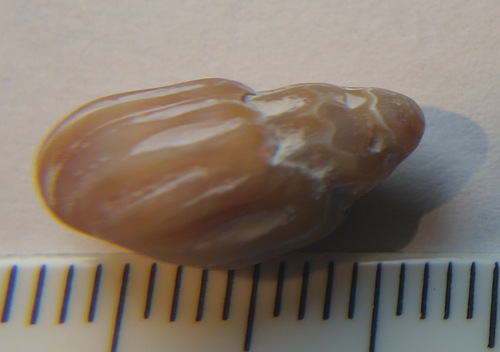 Melanopsis costata, 2024-02-06