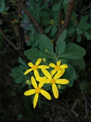 Othonna triplinervia