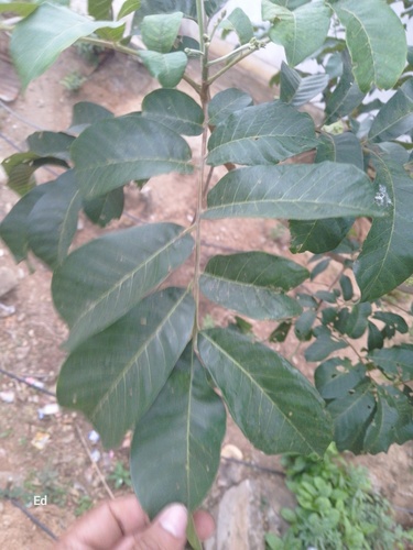Foto de Marianeira