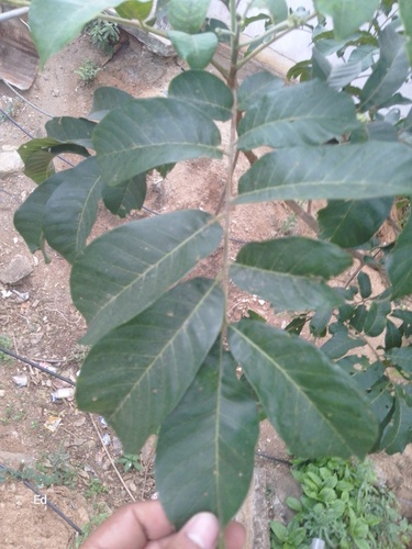 Foto de Marianeira