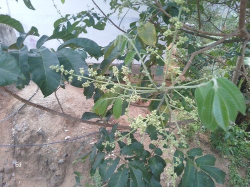 Foto de Marianeira