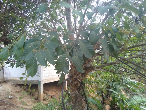 Foto de Marianeira