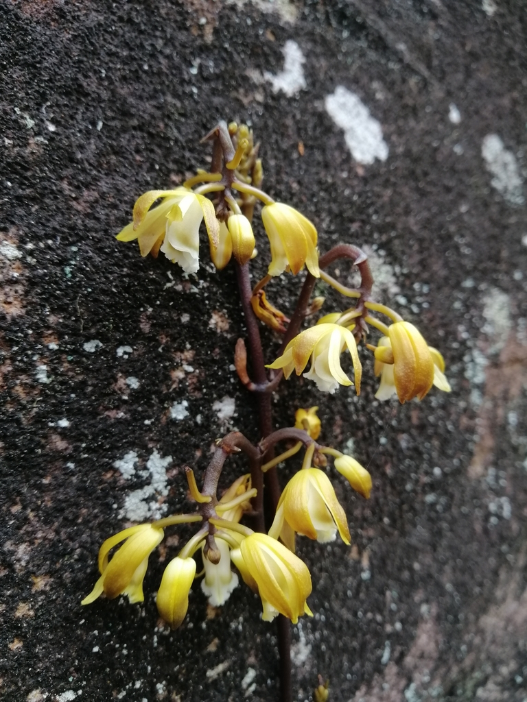 black-bootlace-orchid-from-22fc-2m-alfords-point-nsw-2234-australia