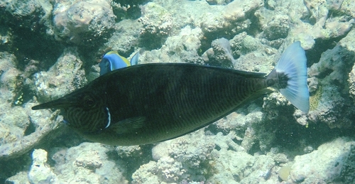 Paletail Unicornfish — seen at this dive site