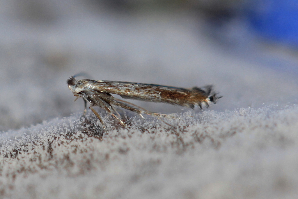 Apple Leafminer from 54 Badem, Germany on September 10, 2017 at 03:29 ...