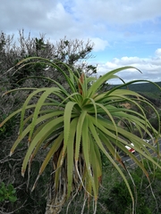 Aloe pluridens