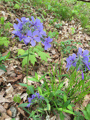 Phlox divaricata laphamii